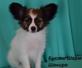 DSC_276612.jpg (165.42 КБ, Просмотров: 1499) DSC_276612.jpg