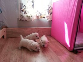 IMG-20170531-WA0000.jpg (101.38 КБ, Просмотров: 2008) IMG-20170531-WA0000.jpg