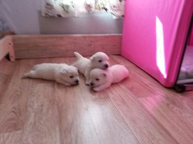 IMG-20170531-WA0001.jpg (102.34 КБ, Просмотров: 1753) IMG-20170531-WA0001.jpg