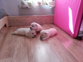 IMG-20170531-WA0002.jpg (96.19 КБ, Просмотров: 1753) IMG-20170531-WA0002.jpg