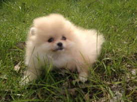 image-0-02-05-59167617fd96d09970494daf67b2f870a9e579a368c7cedf86393425154059d2-V.jpg (99.46 КБ, Просмотров: 1492) image-0-02-05-59167617fd96d09970494daf67b2f870a9e579a368c7cedf86393425154059d2-V.jpg