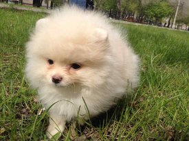 image-0-02-05-40a45f7859dfaca05d99035bddf17c15b351746e04837cf145086161e8996746-V.jpg (93.63 КБ, Просмотров: 1489) image-0-02-05-40a45f7859dfaca05d99035bddf17c15b351746e04837cf145086161e8996746-V.jpg