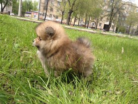 image-0-02-05-44c158dd52371a57a8c5c6e80646b377f4201d6f2f7f55281adbcd4160664160-V.jpg (97.22 КБ, Просмотров: 1492) image-0-02-05-44c158dd52371a57a8c5c6e80646b377f4201d6f2f7f55281adbcd4160664160-V.jpg